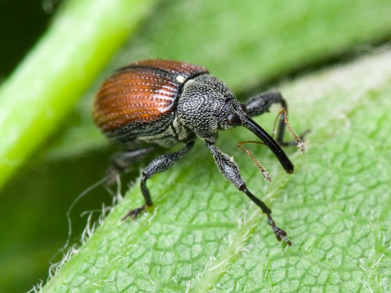 Anthonomus (Anthomorphus) phyllocola (Herbst, 1795)
